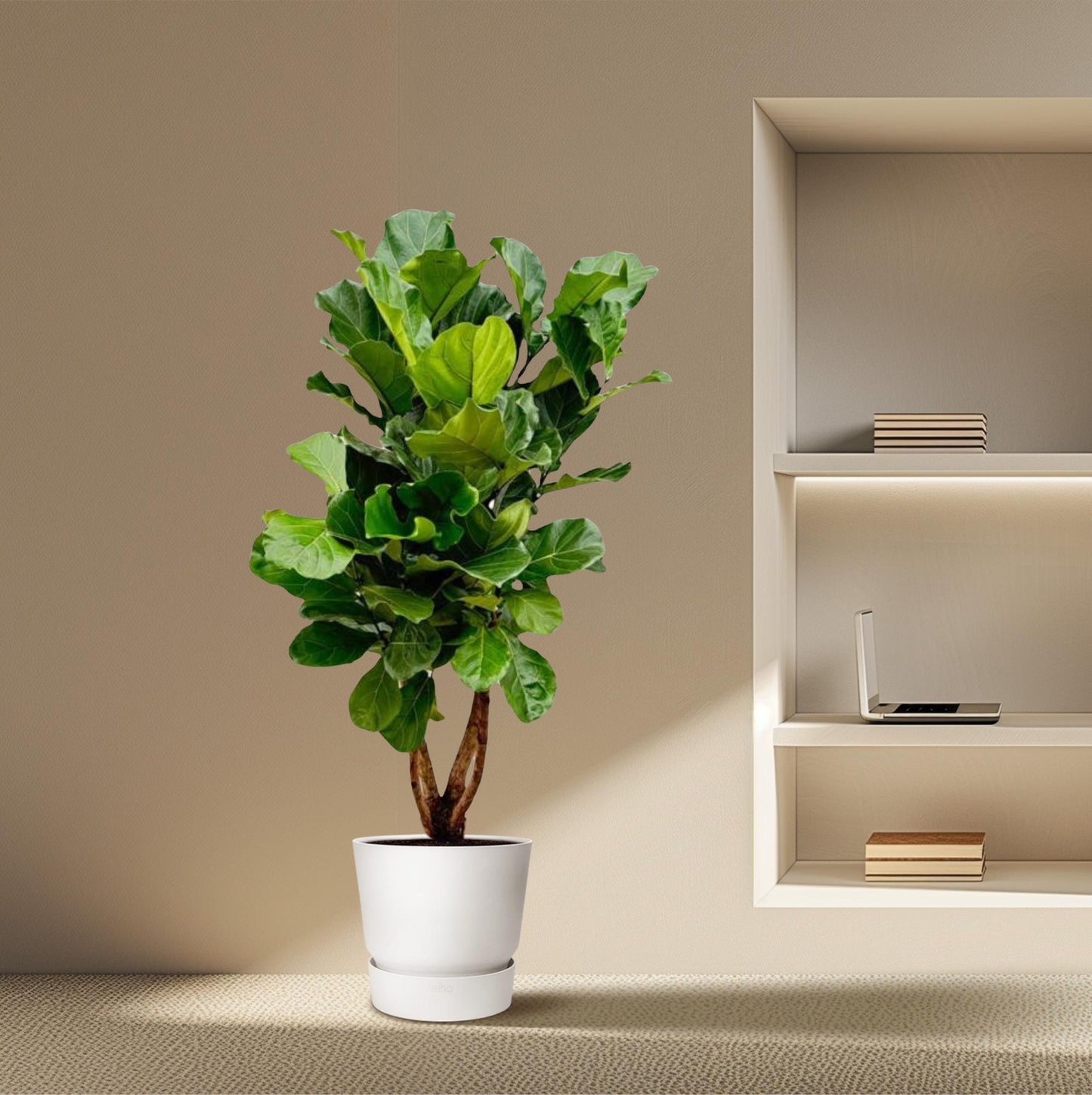 Ficus Lyrata vertakt XL – Geigenfeige 200 cm