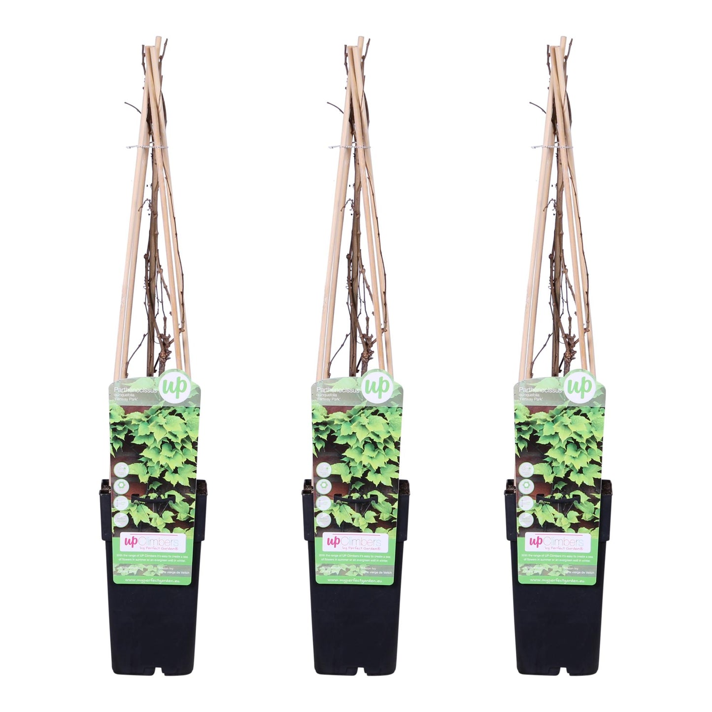 3x Parthenocissus tricuspidata 'Veitch Boskoop' – Selbstkletternde Wildrebe Ø15cm
