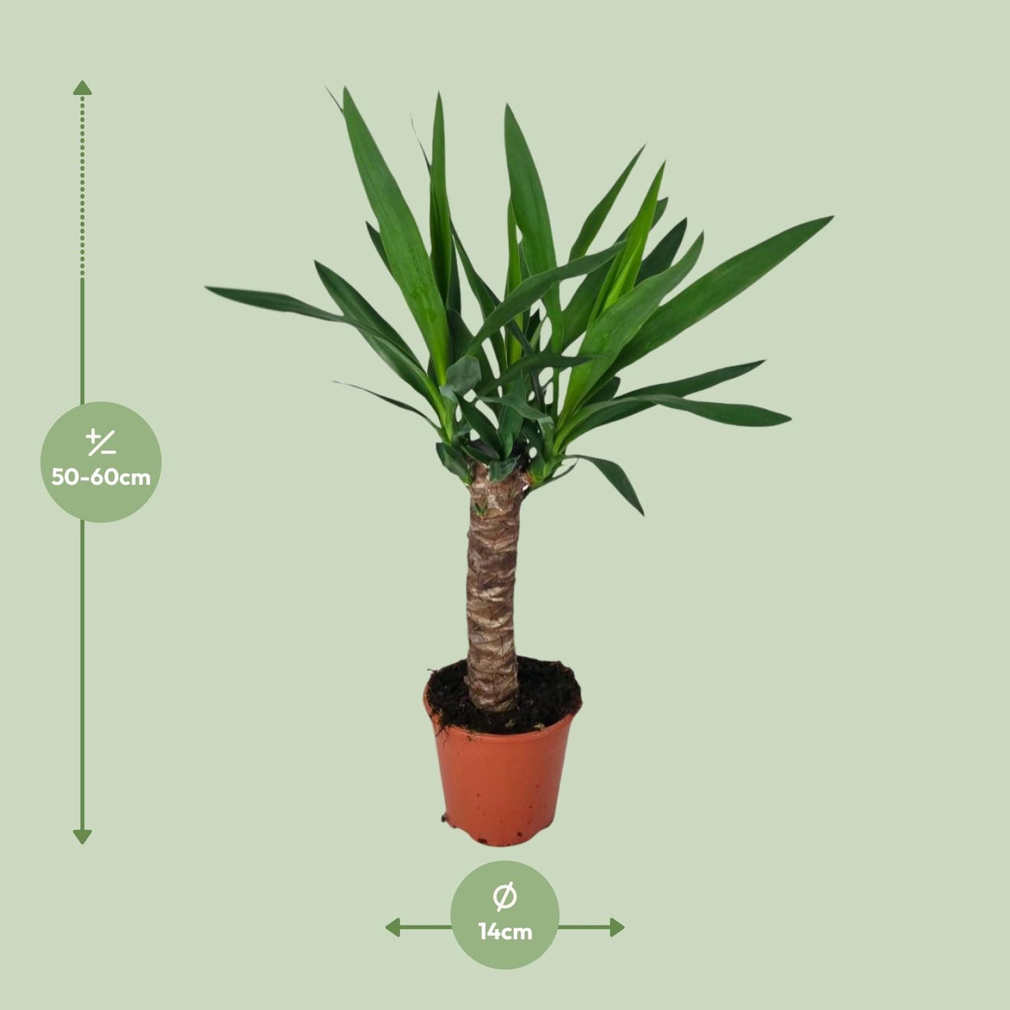 Yucca – Pflegeleichte XL-Zimmerpflanze Ø14cm, 60cm hoch