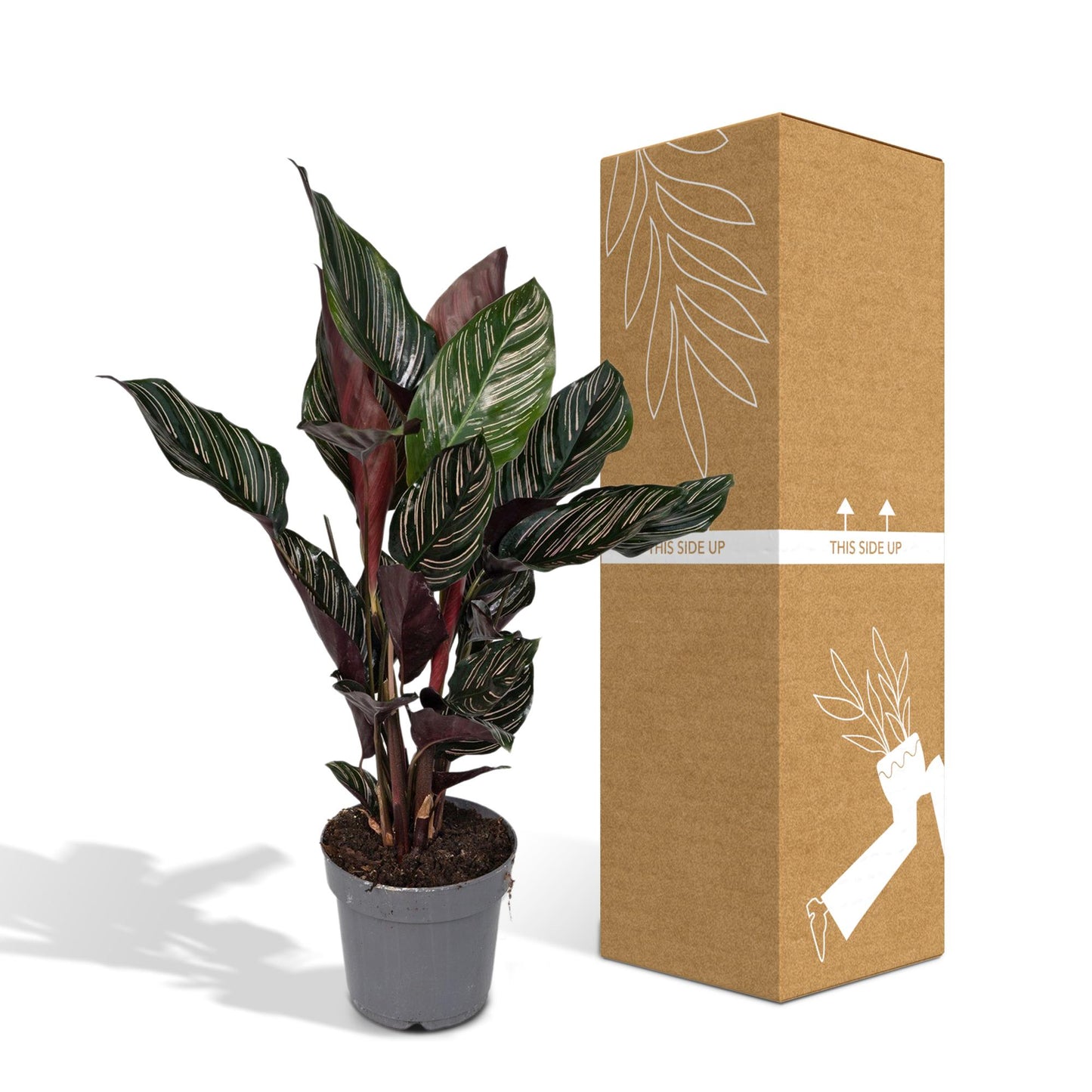 Calathea Ornata – Pflegeleichte Blattpflanze Ø14cm