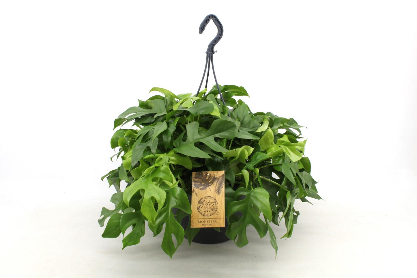 Monstera Minima – Pflegenleichte Schweizer Käse Pflanze 27cm