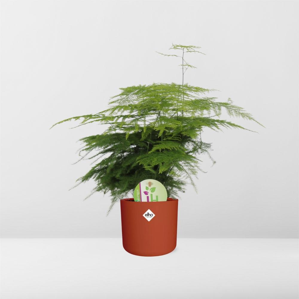 Asparagus ‘Plumosus’ – Pflegespargel im ELHO b.for soft Rond 14cm Brique