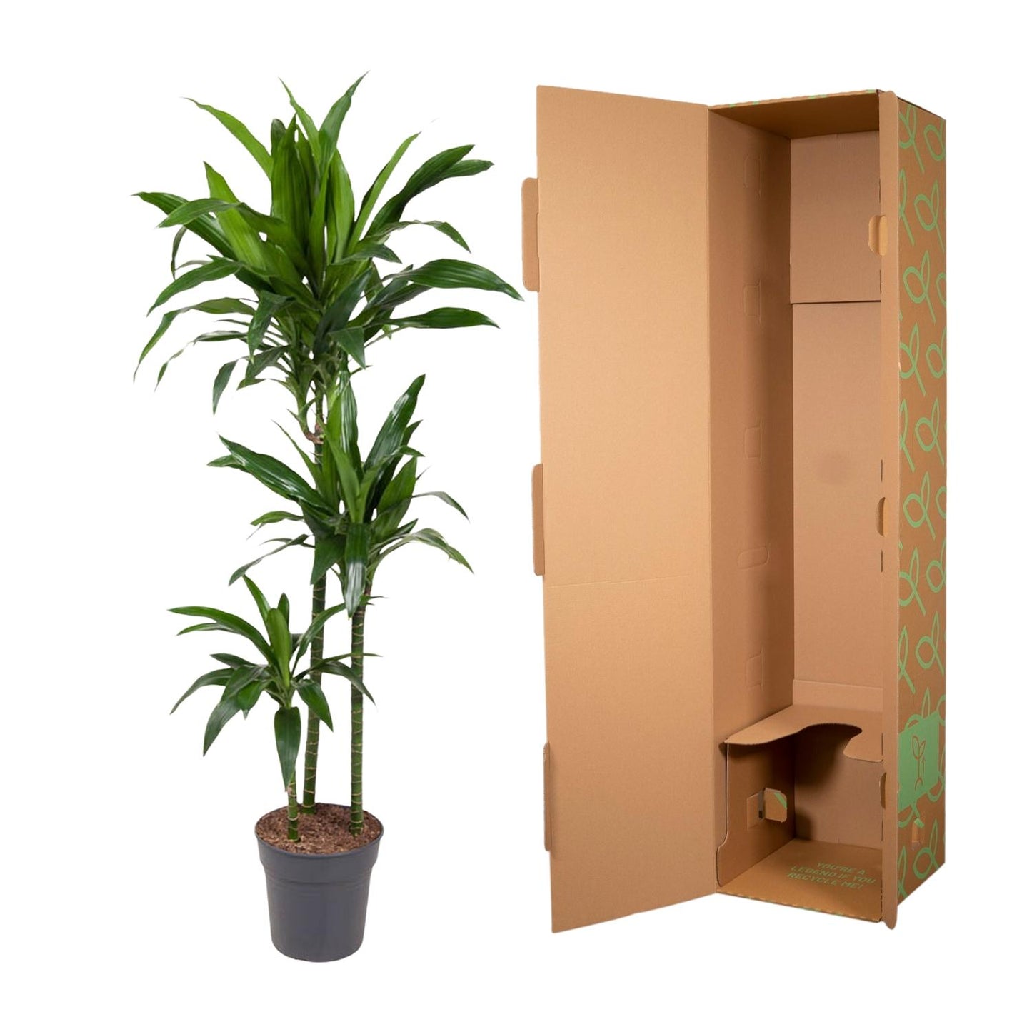 Dracaena Janet Craig – 150 cm, pflegeleicht & stilvoll