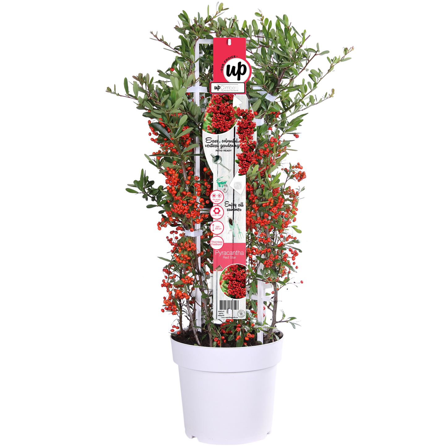 Pyracantha coccinea Red Star – Immergrüner Feuerdorn mit roten Beeren