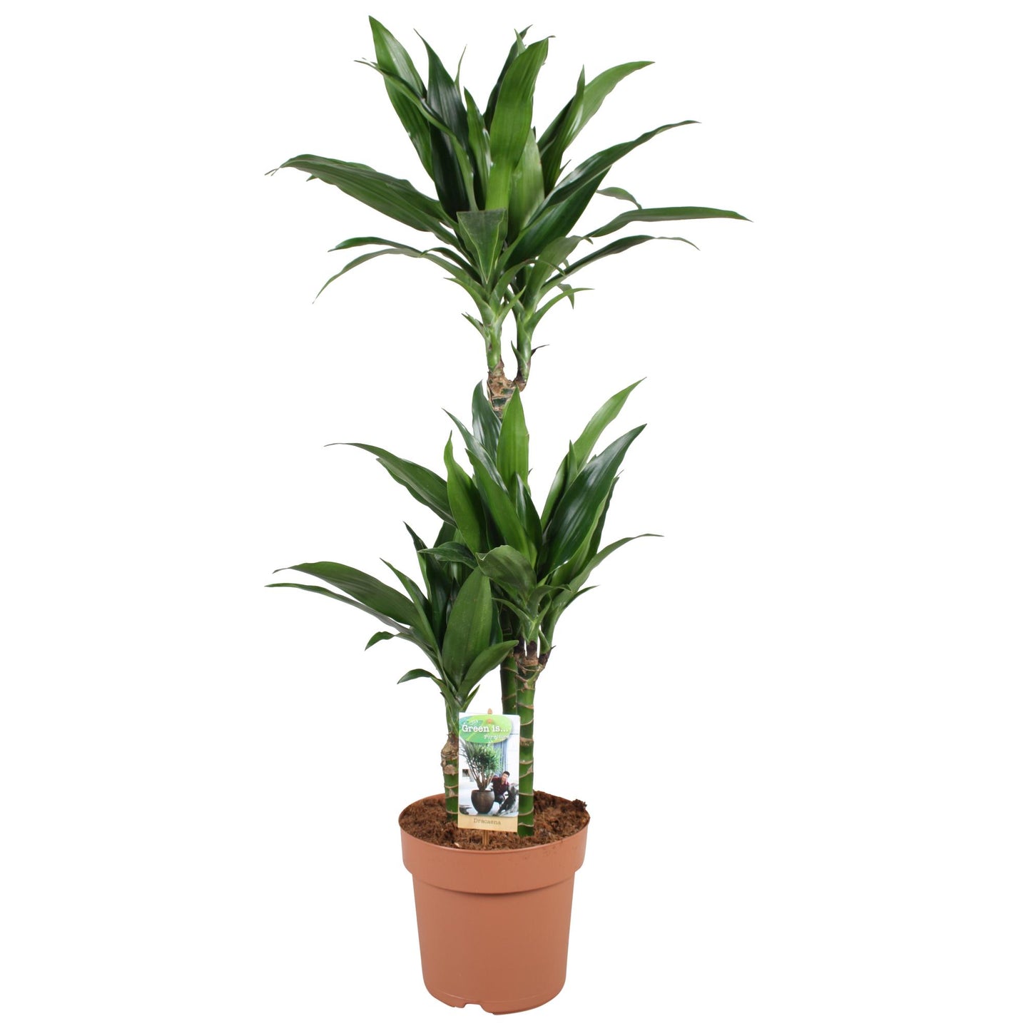 Dracaena Janet Craig – Pflegeleichter Drachenbaum Ø21cm, 100cm hoch