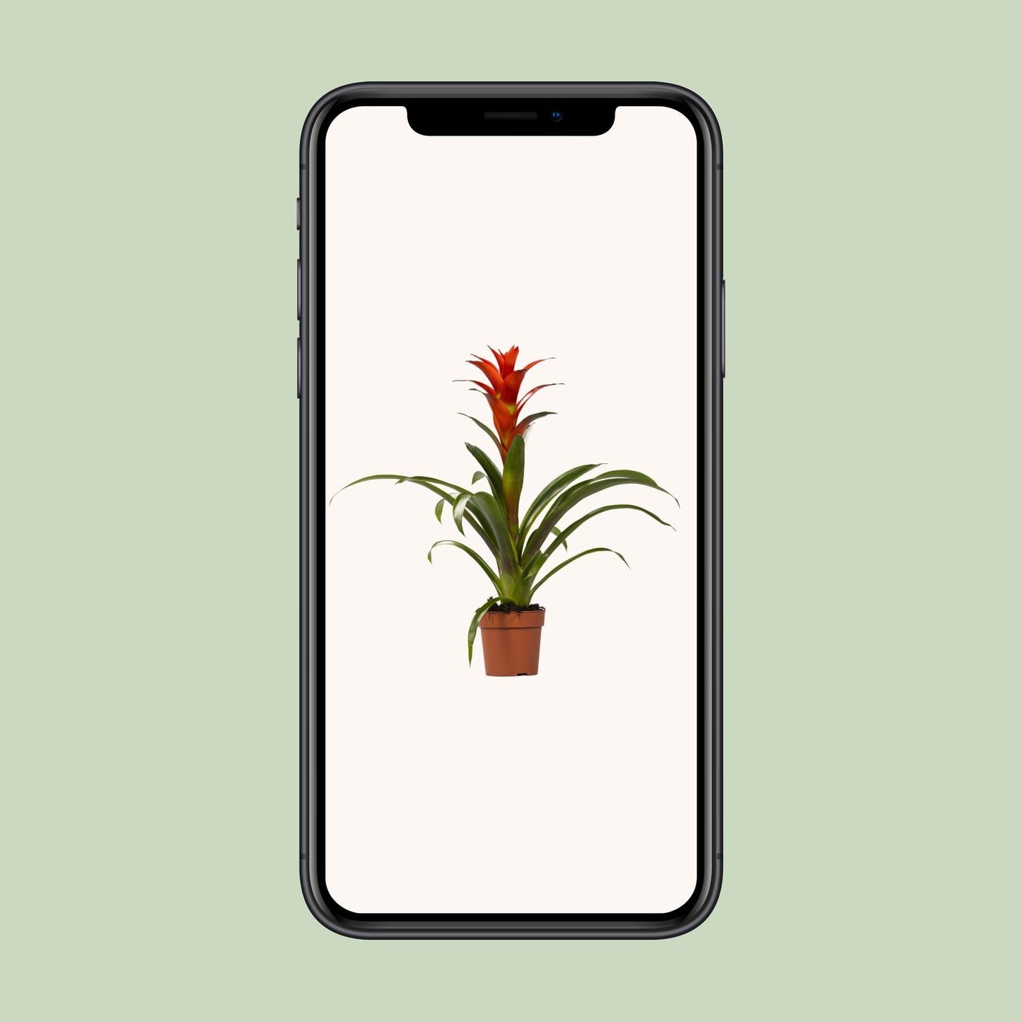Guzmania Ostara – Pflegeleichte und stilvolle Zimmerpflanze Ø12cm