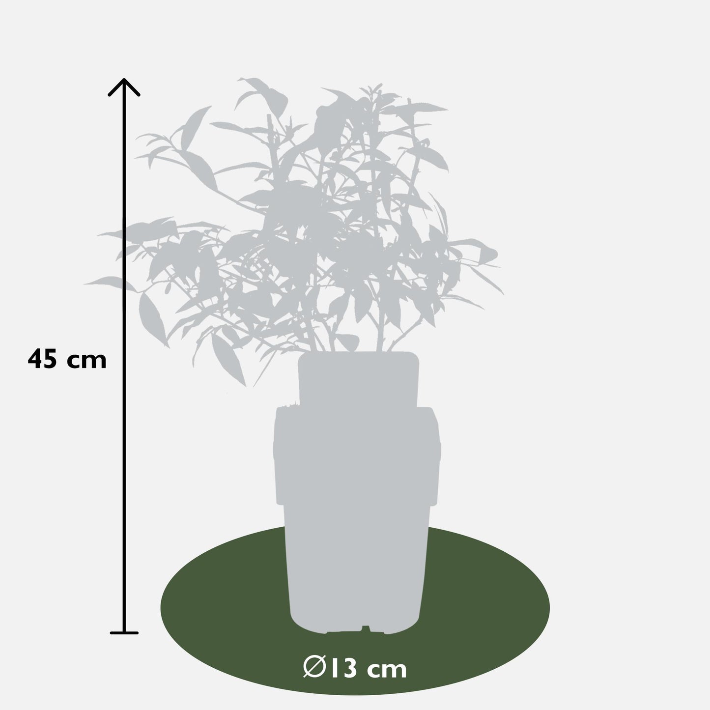 3er-Set Vitis Pixie Mix – pflegeleichte Zimmerpflanzen Ø14cm