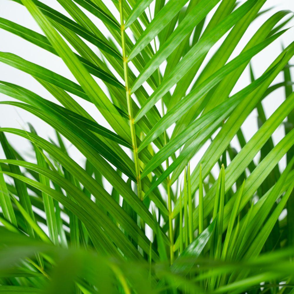 Areca-Palme mit Topf – 130 cm Höhe, Ø 24 cm