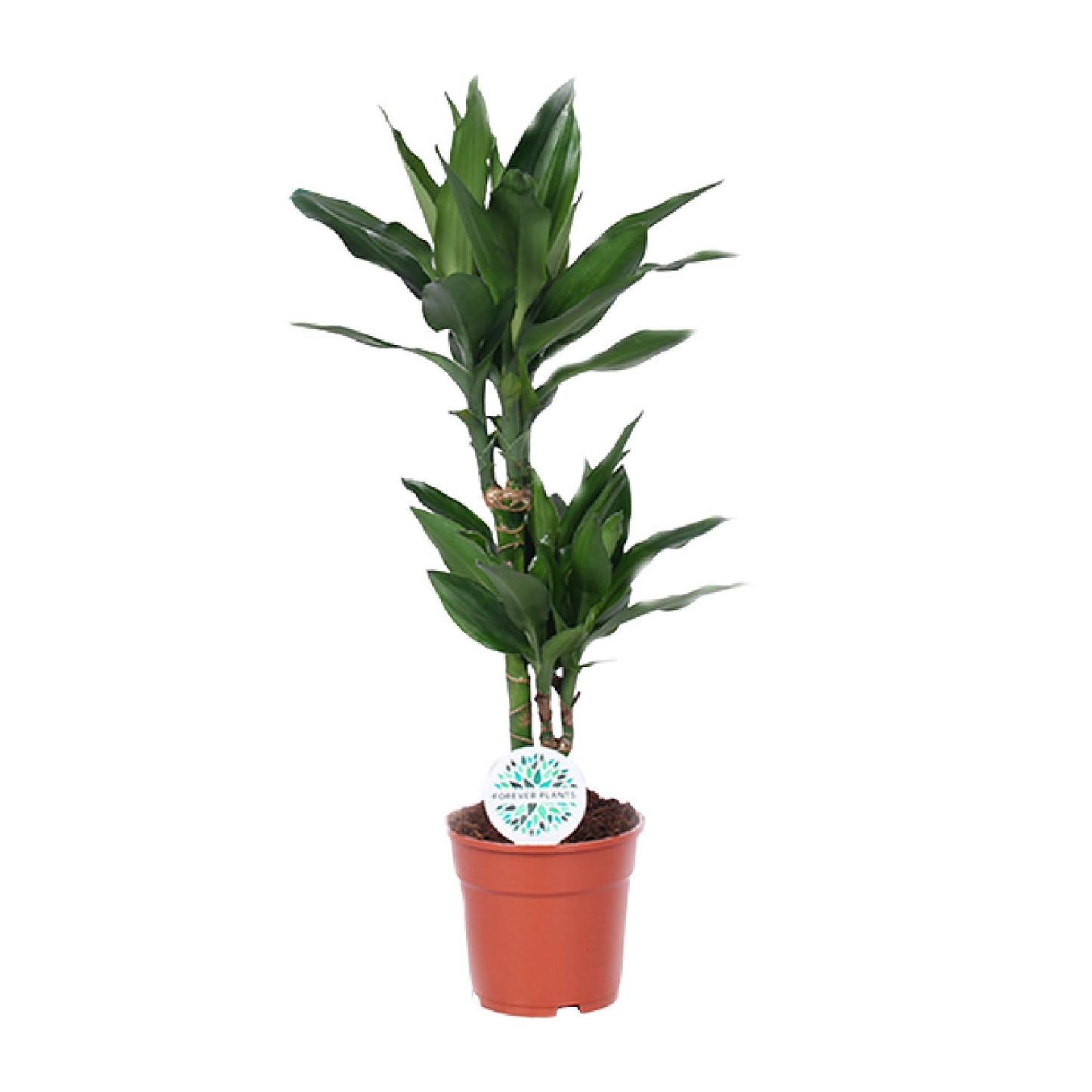 Dracaena Janet Lind – Eleganter Drachenbaum Ø17cm, 70cm hoch