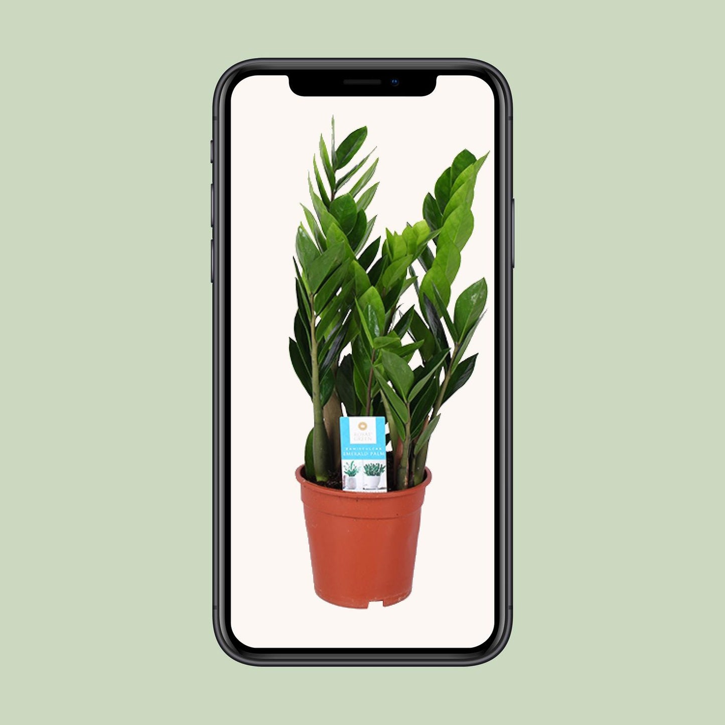 Zamioculcas Zamiifolia (ZZ-Pflanze) Ø17cm, Höhe 60cm