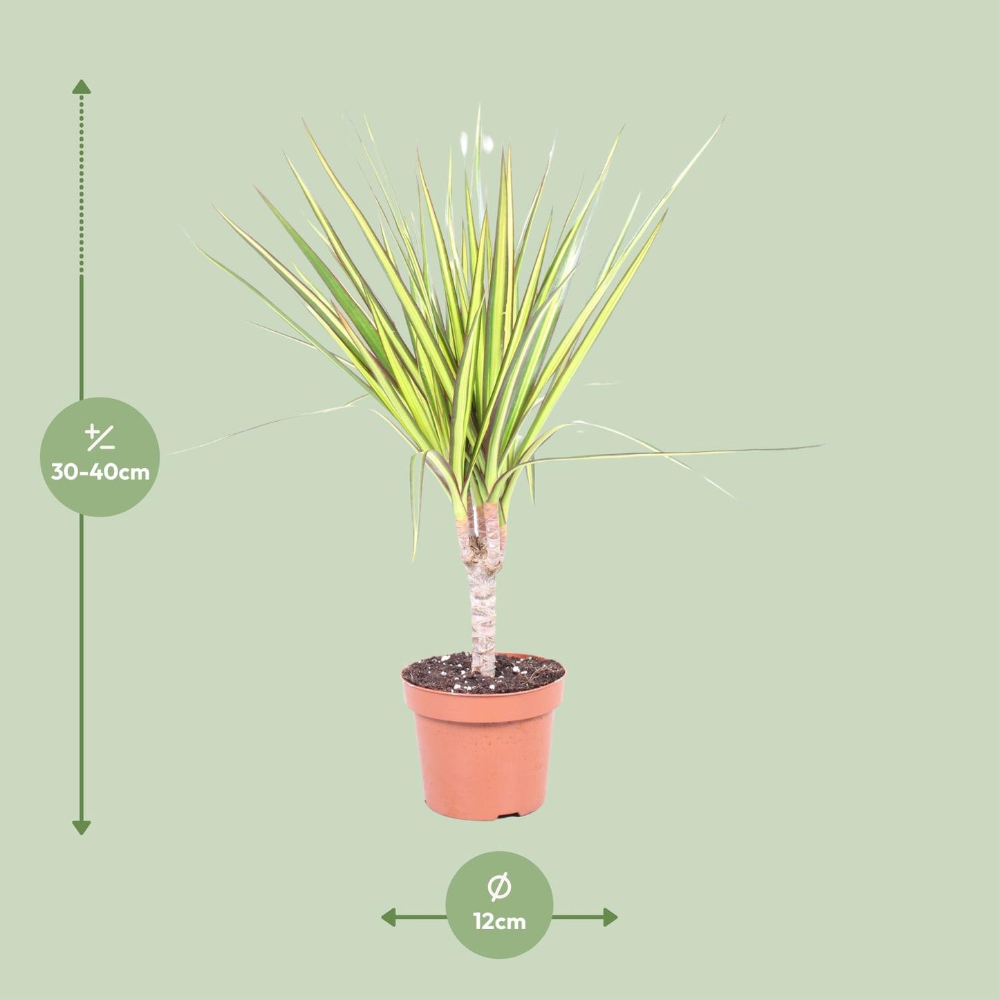 Dracaena Sunray - Drachenbaum Ø12cm, ca. 50cm hoch