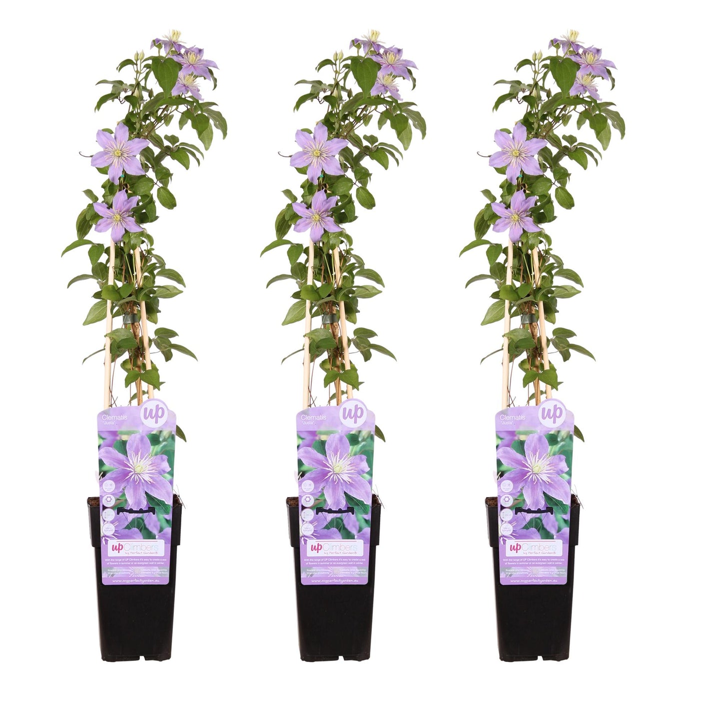 3x Clematis Justa Kletterpflanze Ø15cm, ca. 65cm hoch