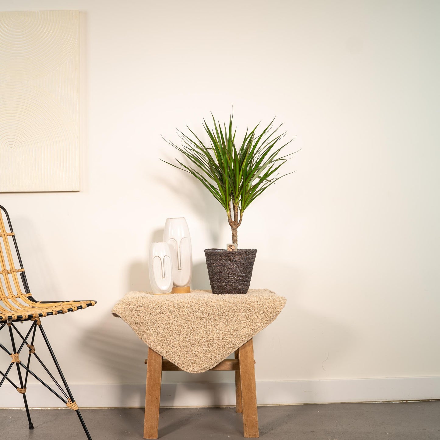 Dracaena Marginata – Pflegeleichter Drachenbaum Ø14cm, 60cm hoch