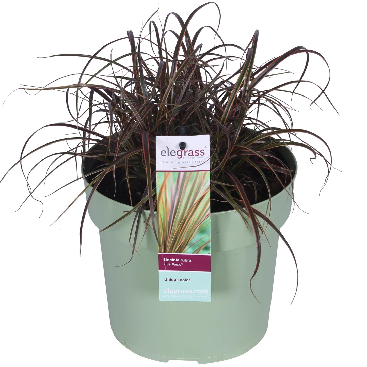 Uncinia rubra Everflame – Rotes Zeggegras Ø19cm