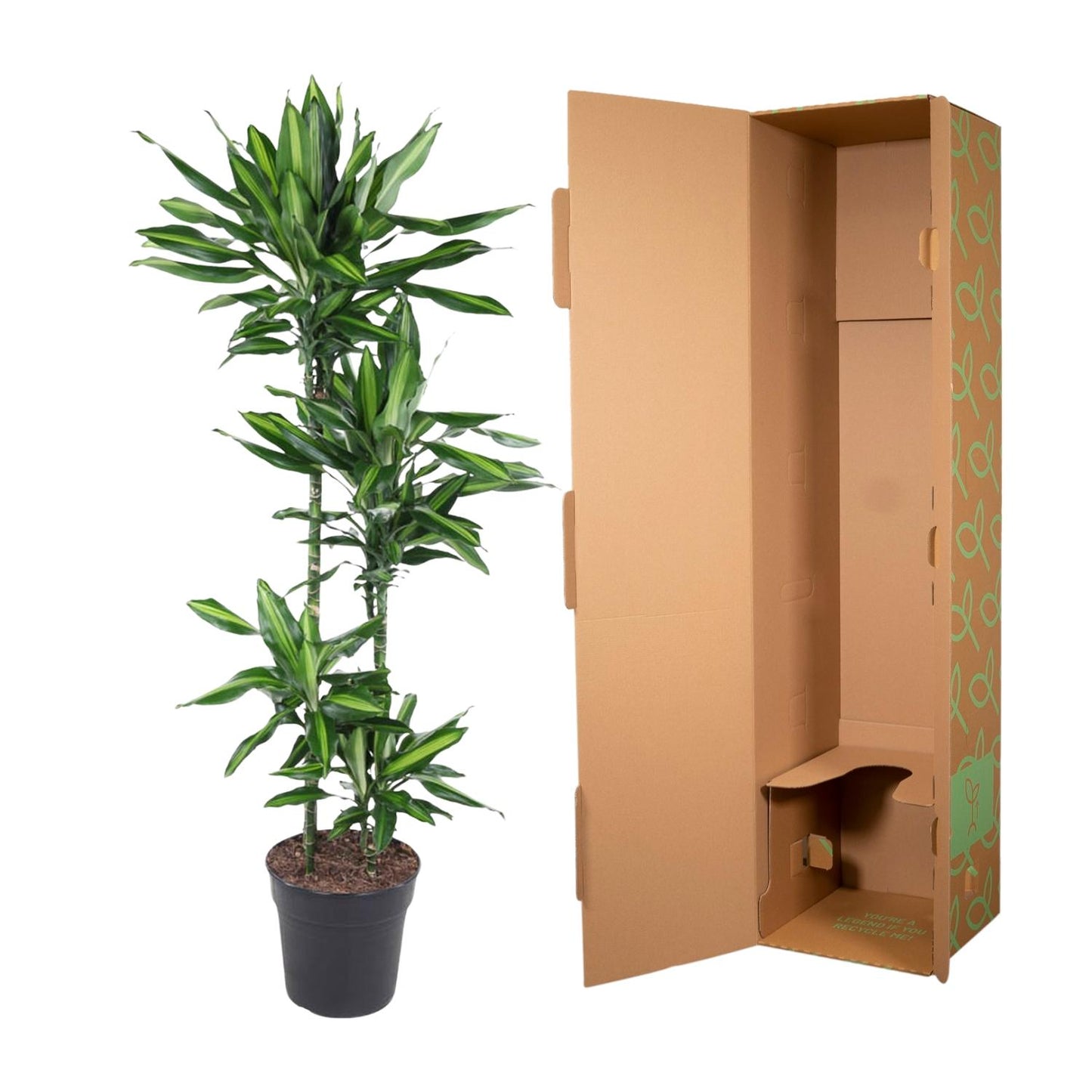 Dracaena Cintho – 150 cm – pflegeleichte Zimmerpflanze
