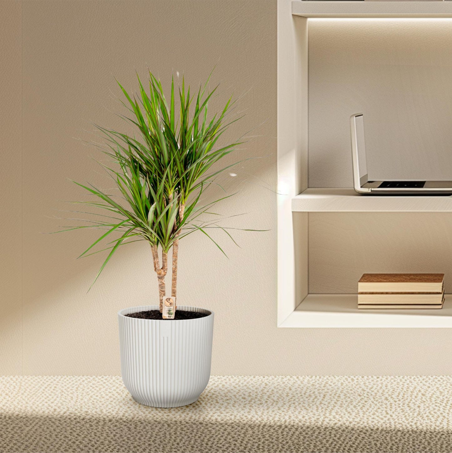 Dracaena Marginata – Pflegeleichter Drachenbaum Ø17cm, 90cm