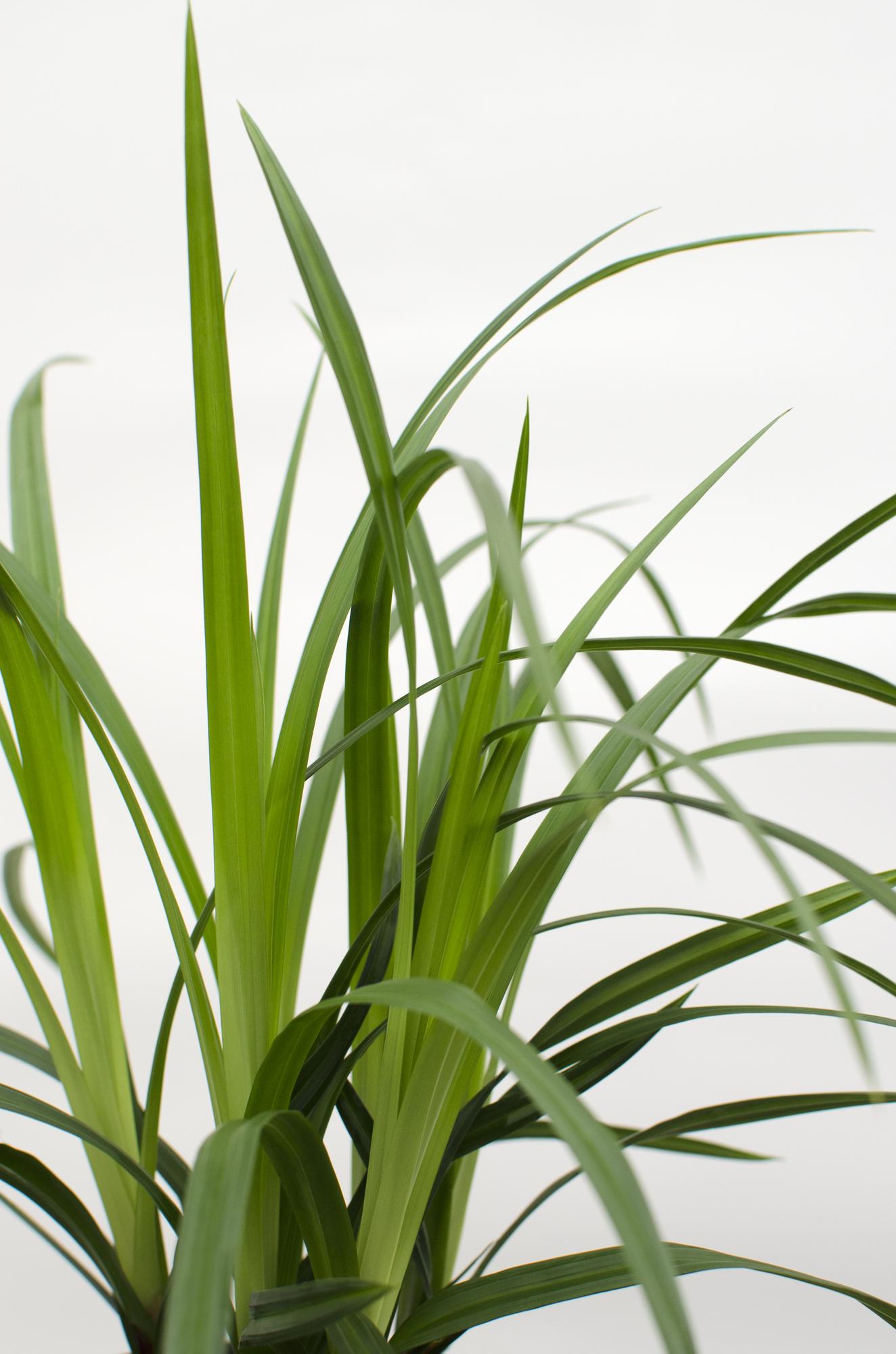3x Carex morrowii 'Irish Green' - Robust & Pflegeleicht Ø14cm