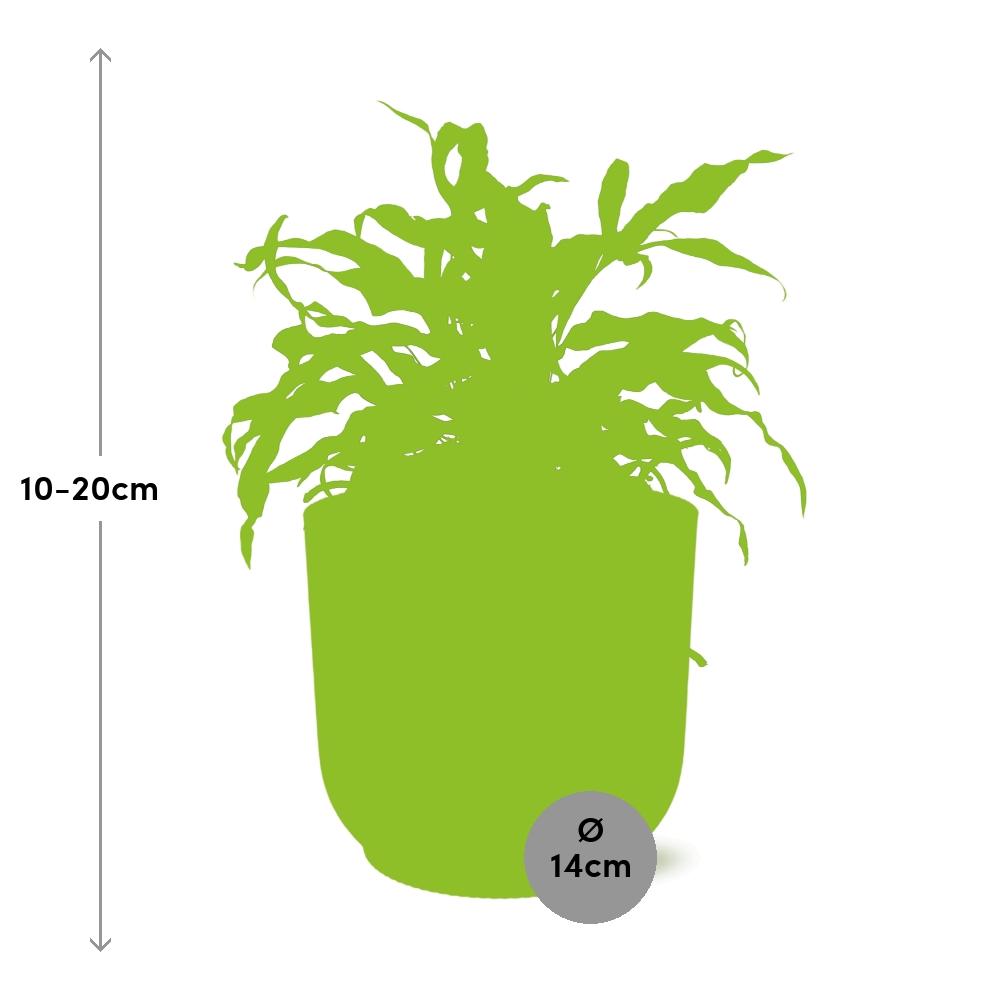 Känguru-Farn (Microsorum Diversifolium) in ELHO Vibes Fold 14cm gelb
