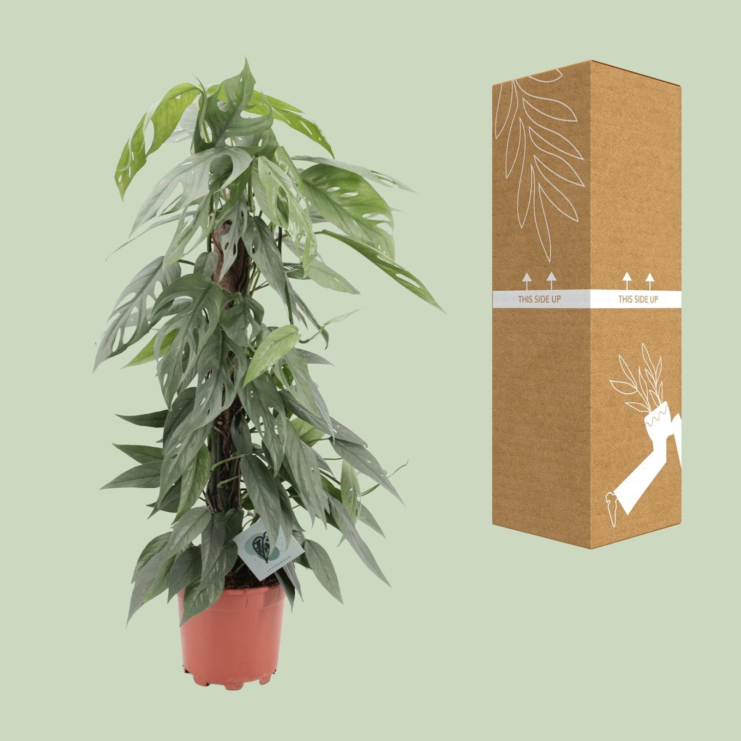 Epipremnum Pinnatum Cebu Blue – pflegeleichte Hängepflanze Ø17cm