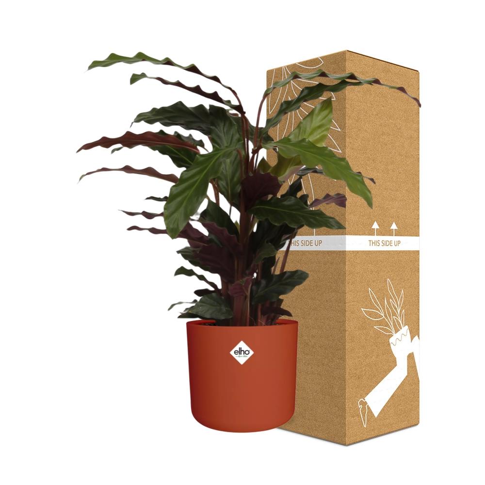 Calathea Rufibarba ‘Tropistar’ – pflegeleichte Zimmerpflanze im ELHO b.for soft Rond 14cm brique