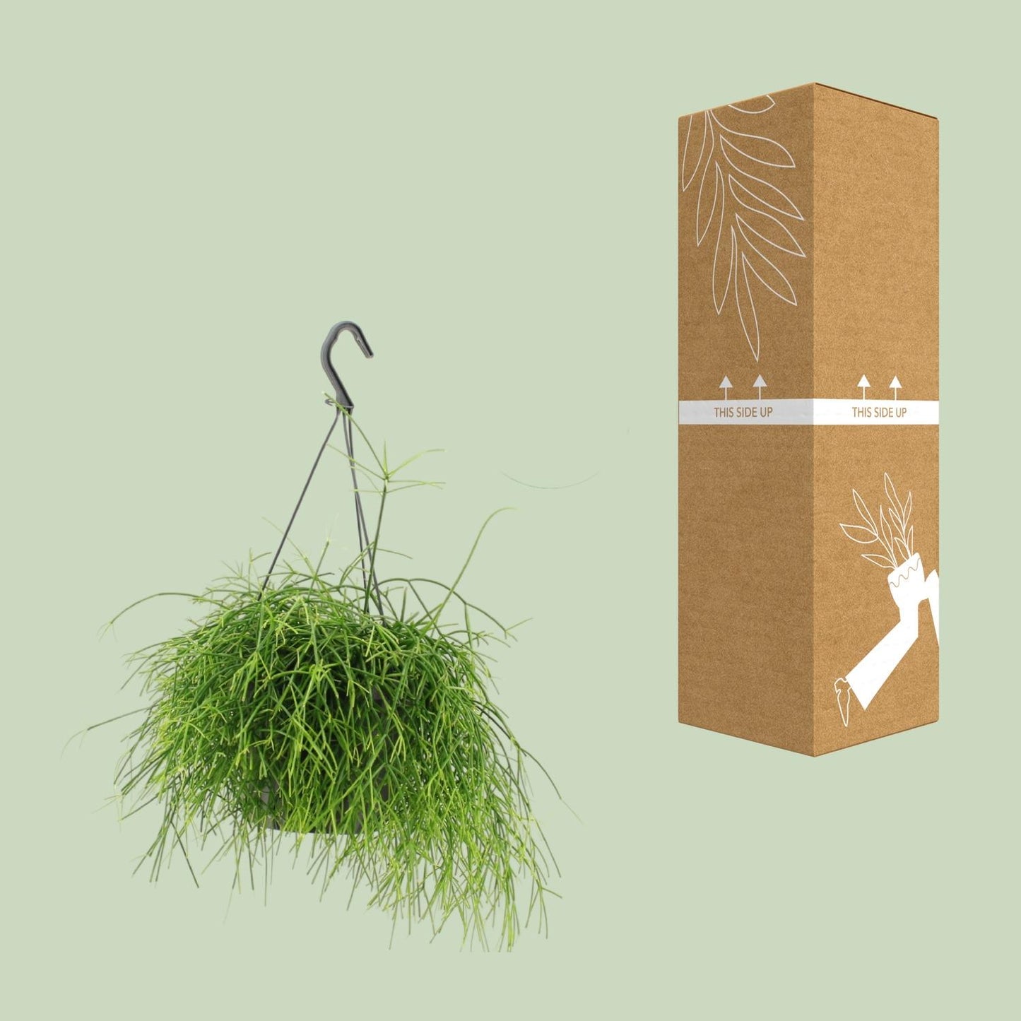 Rhipsalis Oasis – pflegeleichte Hängepflanze Ø17cm