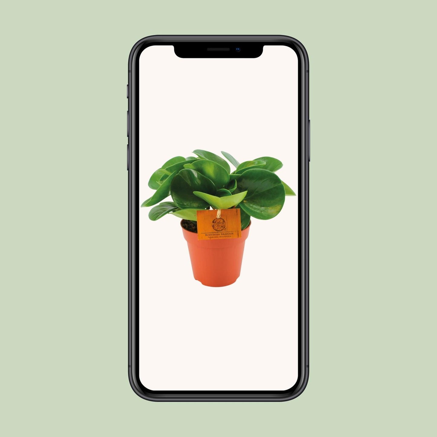 Peperomia Obtusifolia – Pflegeleichte Zimmerpflanze Ø12cm