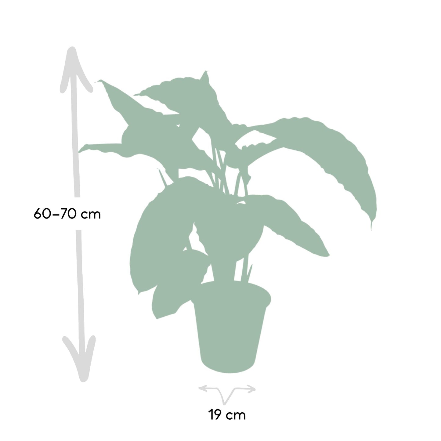 Calathea Warscewiczii – Pfauenpflanze Ø19cm, 70cm hoch