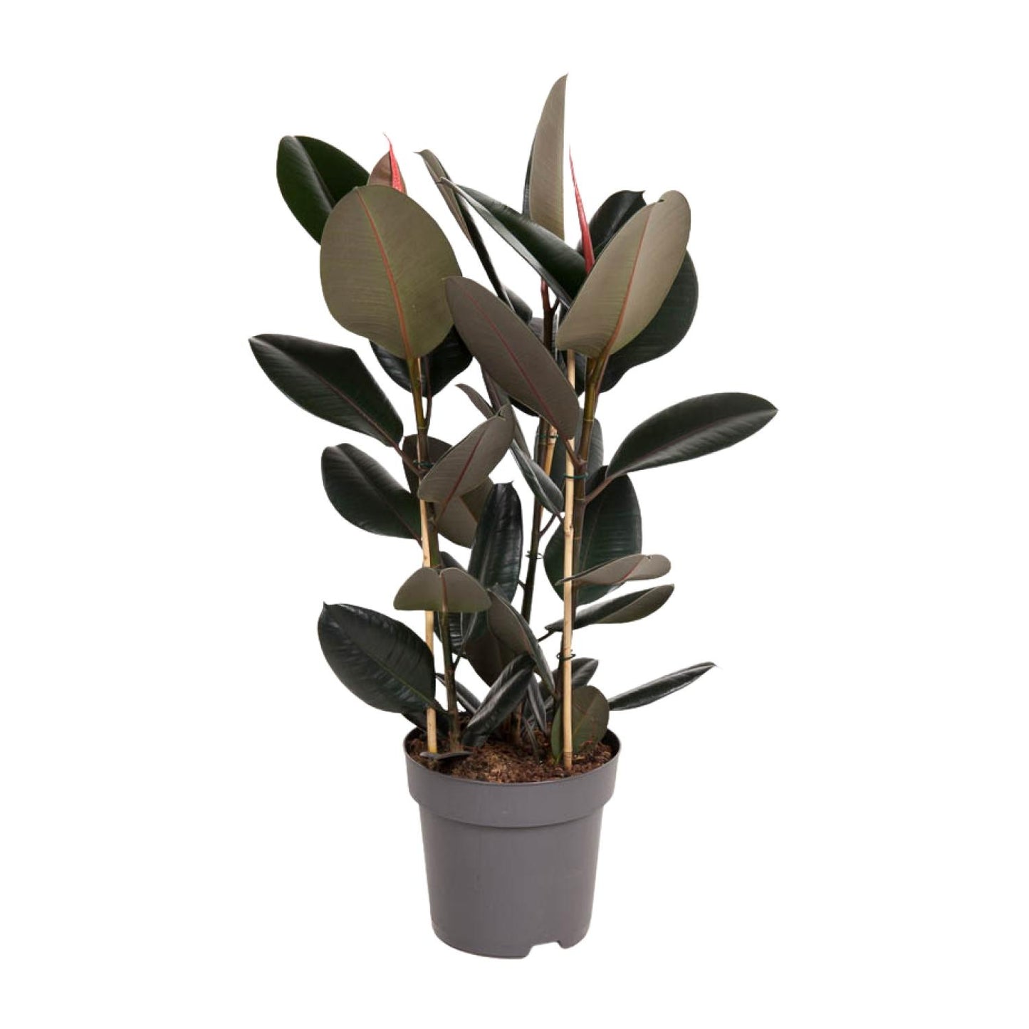 Ficus Elastica Abidjan – Stilvolle & pflegeleichte Zimmerpflanze Ø27cm