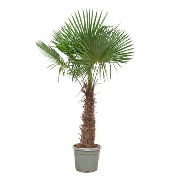 Trachycarpus Fortunei XXL - Robuste Fächerpalme 240-270 cm