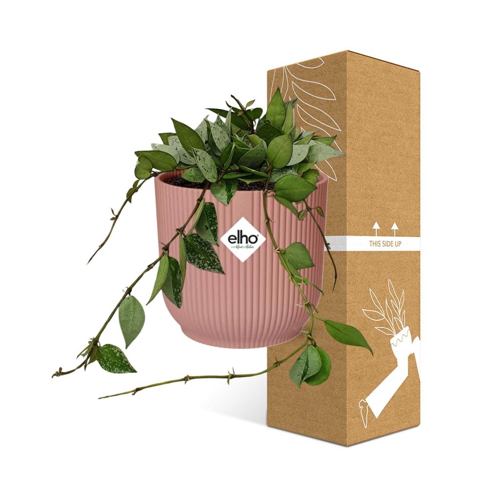 Hoya Krohniana Eskimo – Pflegeleichte Wachsblume im ELHO Vibes Fold Topf 14cm rosa