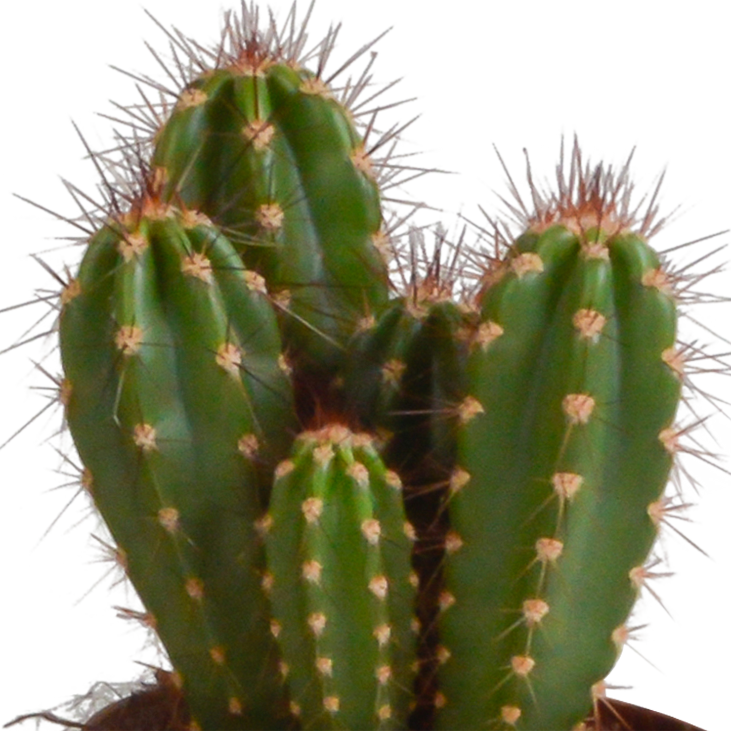 Cereus-Mischung 3er Set in handbemaltem Mexiko-Topf 10,5 cm