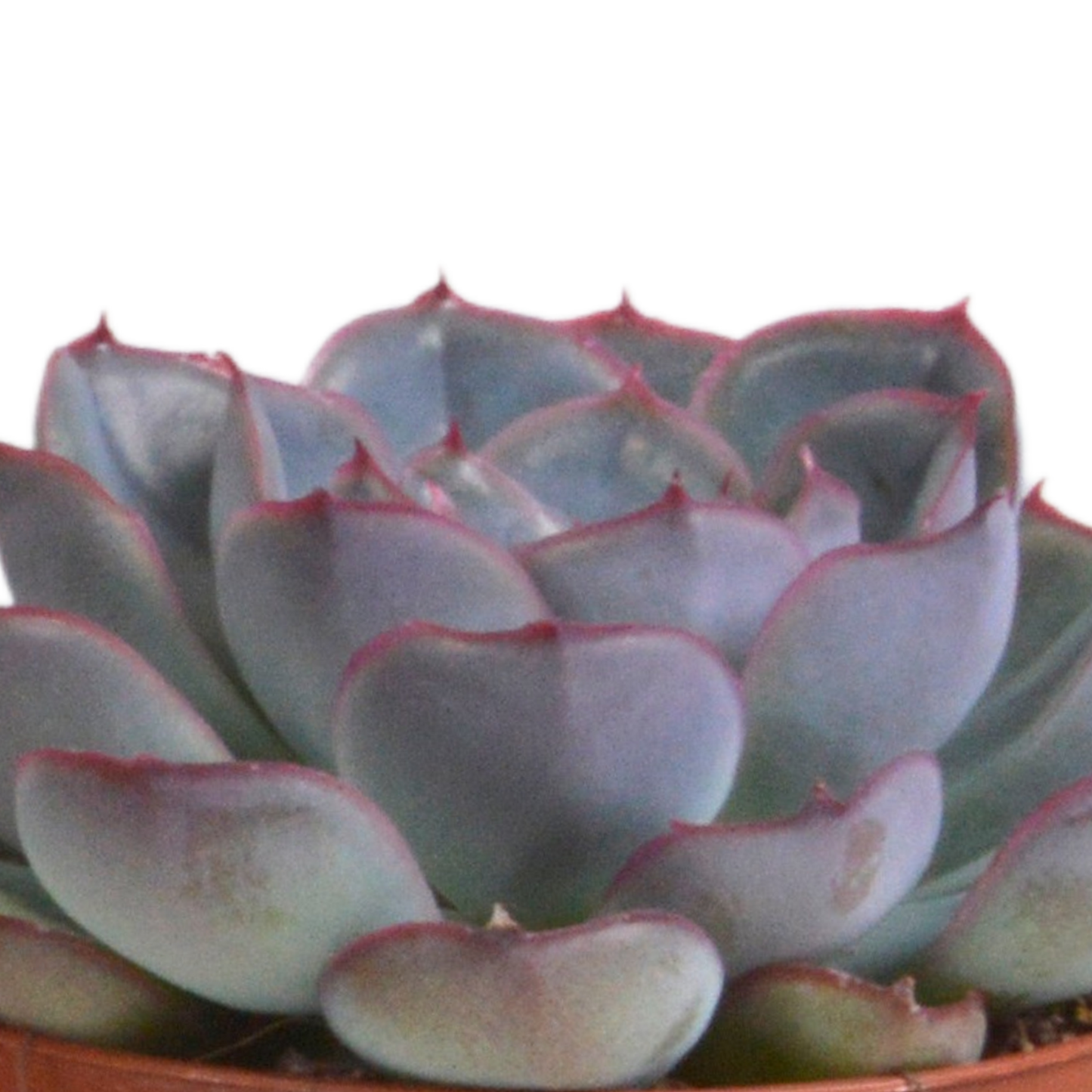 Echeveria-Mischung 3er Set im Terracotta-Topf 8,5 cm