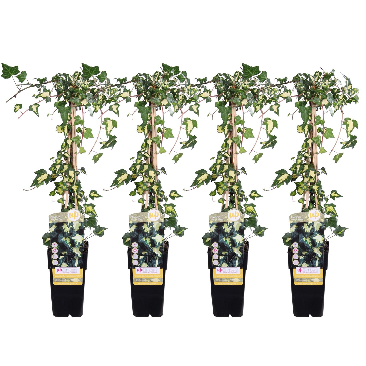 4x Hedera helix 'Goldheart' – pflegeleichte Kletterpflanze Ø15cm