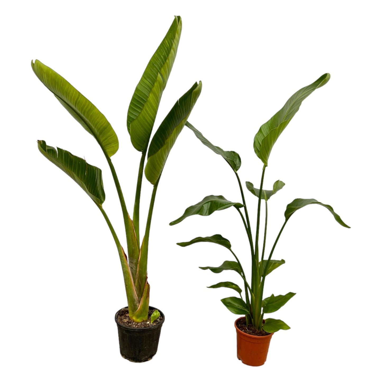 Strelitzia Nicolai & Augusta – Majestätische XXL-Palmen