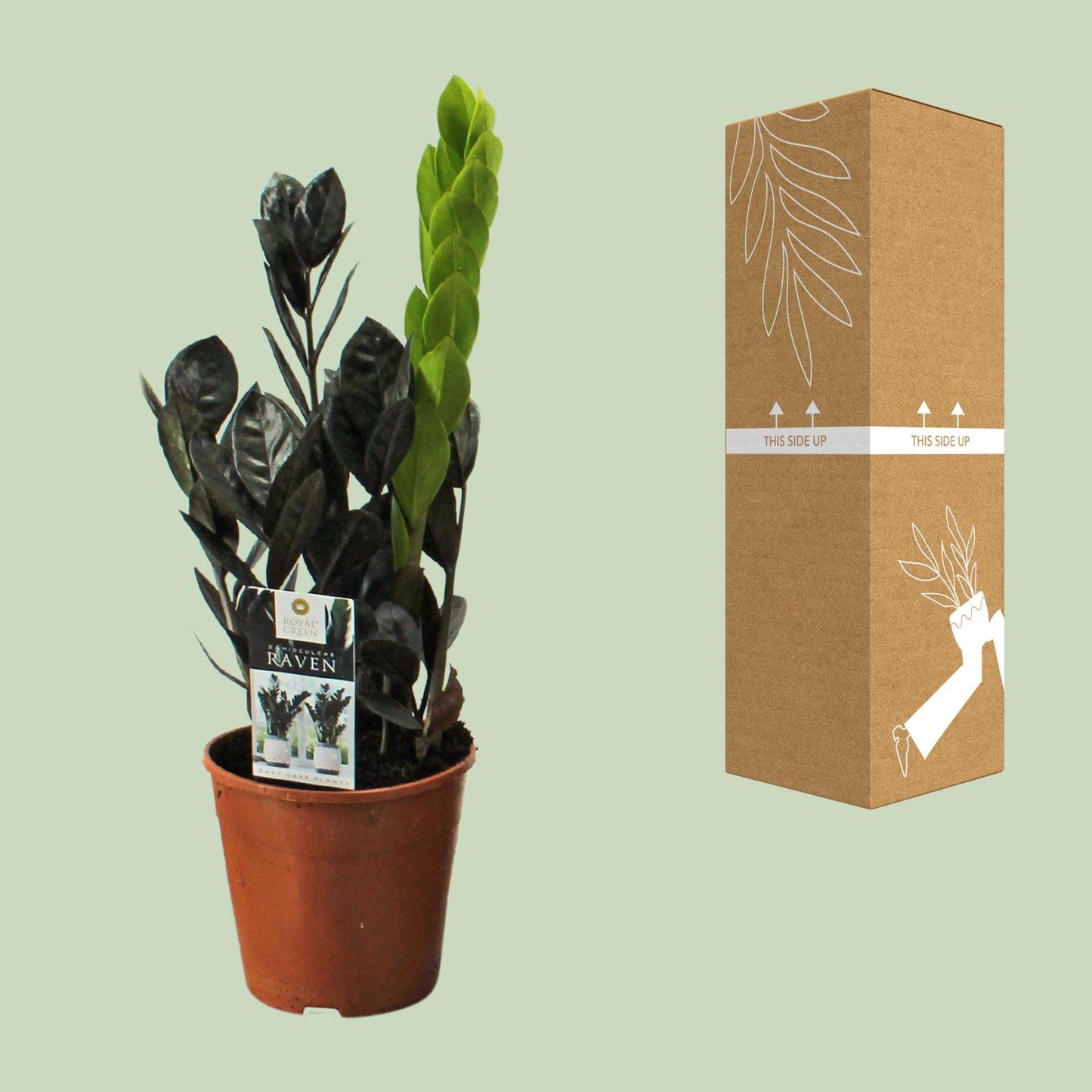 Zamioculcas Raven – Pflegeleichte ZZ-Pflanze Ø14cm, 45cm hoch
