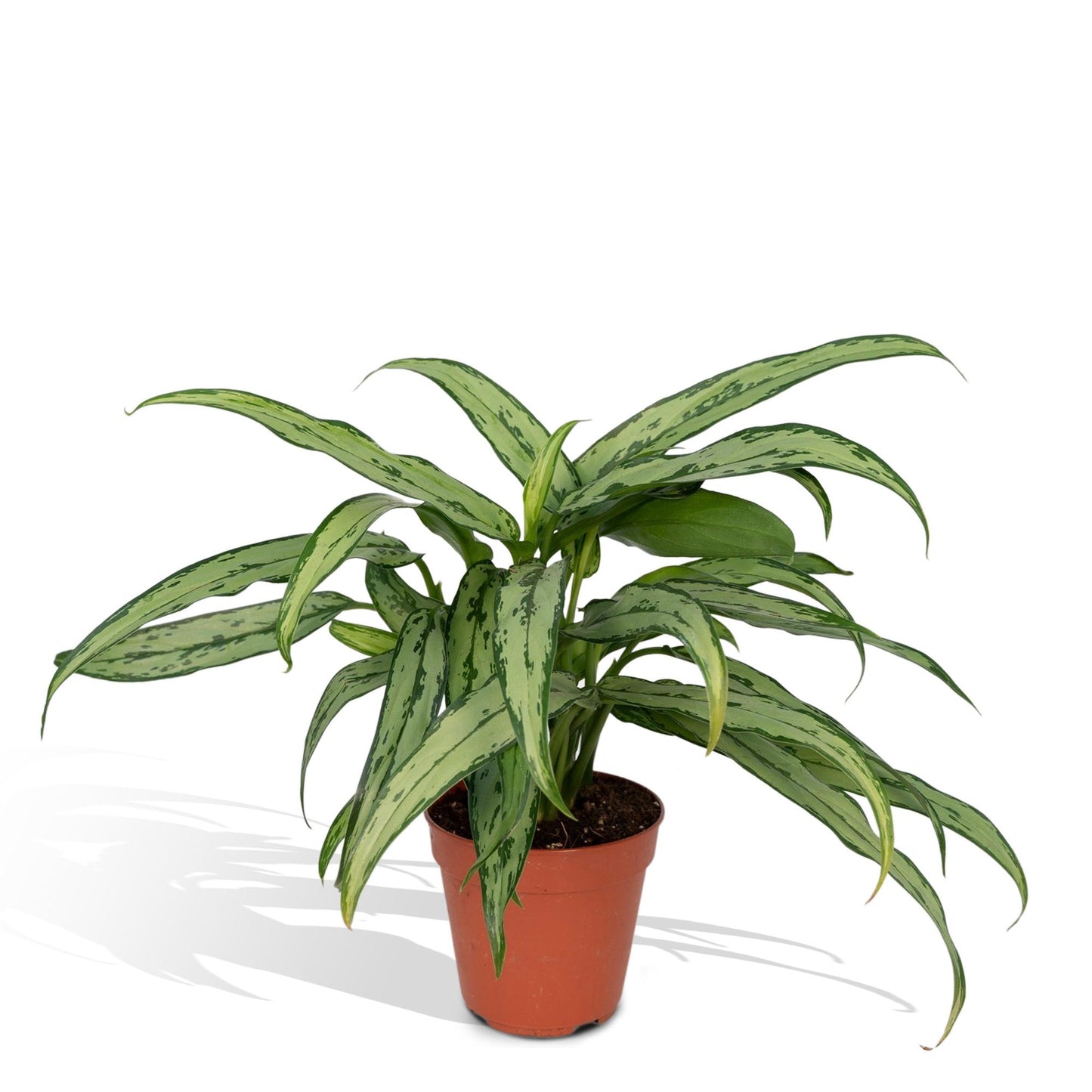 Aglaonema Cutlass – Pflegeleichte Designpflanze Ø30cm