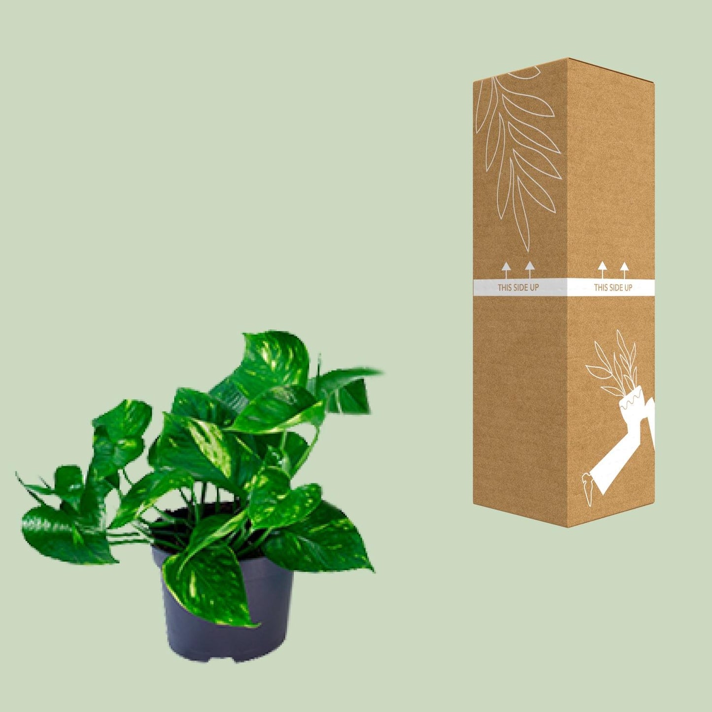 Epipremnum Aureum – Pflegeleichte Kletterpflanze Ø12cm