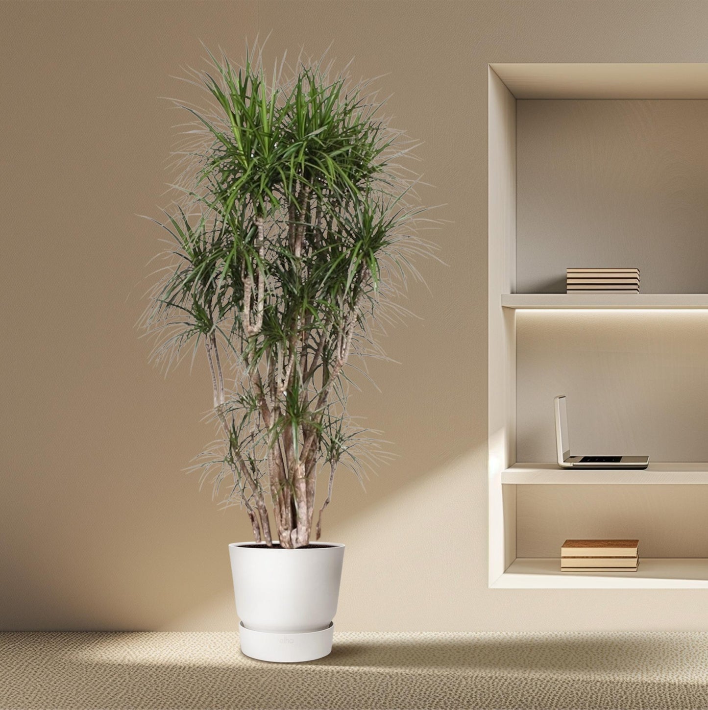 Dracaena Marginata verzweigt – 220 cm, ø40 cm – Exotische XXL Zimmerpflanze