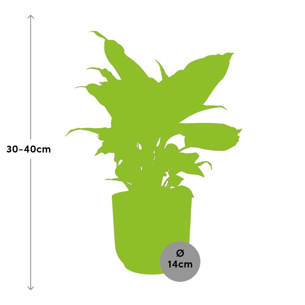 Dieffenbachia ‘Camilla’ im ELHO Vibes Fold 14cm Topf rosa