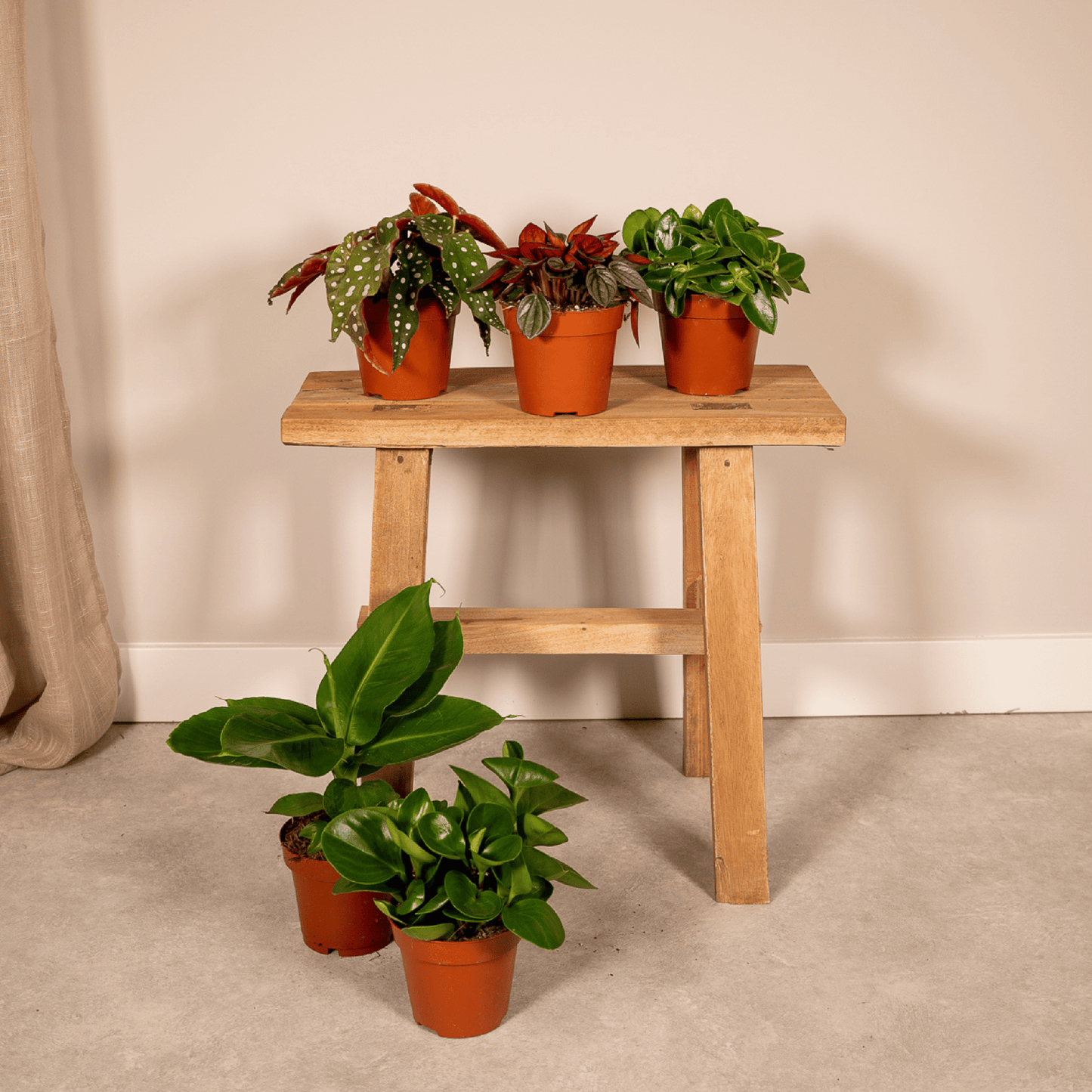 Überraschungsbox mit 5 pflegeleichten Zimmerpflanzen Ø12cm