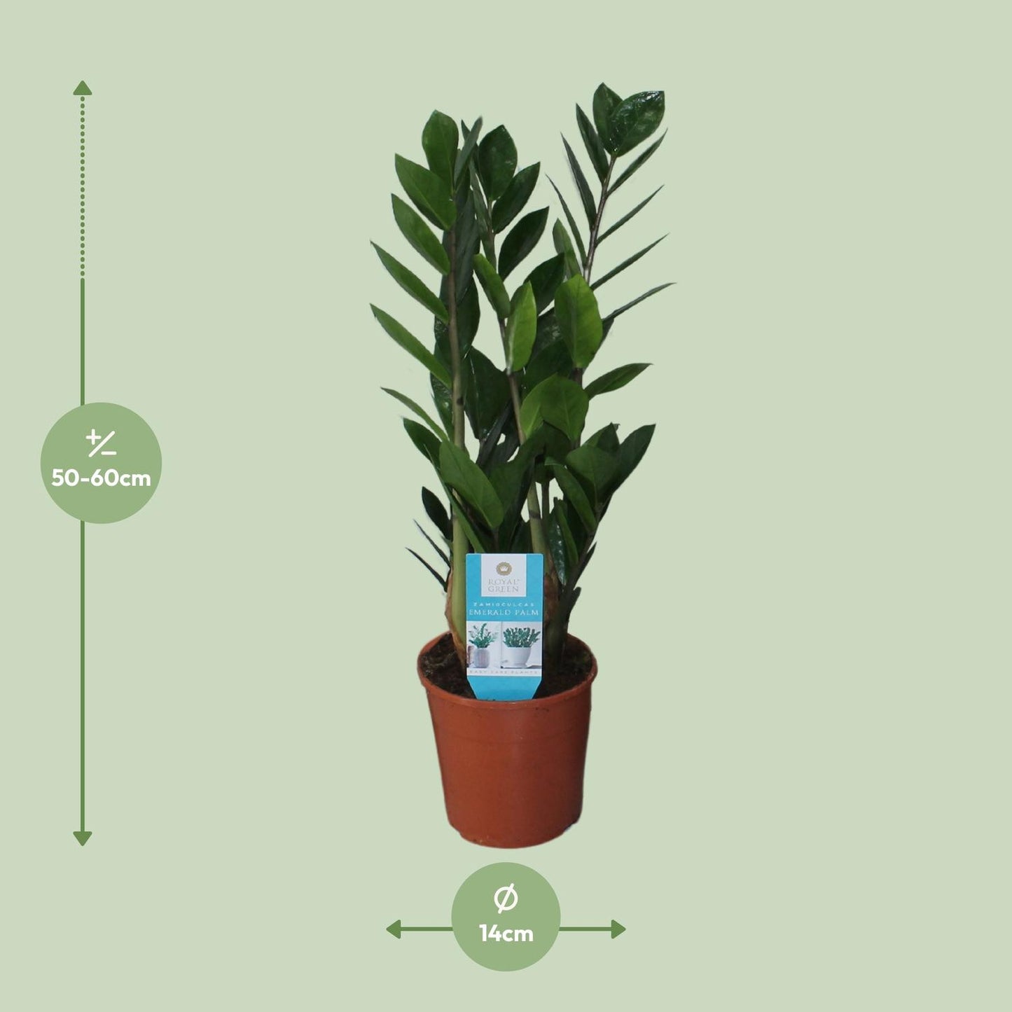 Zamioculcas Zamiifolia Ø14cm – Pflegeleichte ZZ-Pflanze