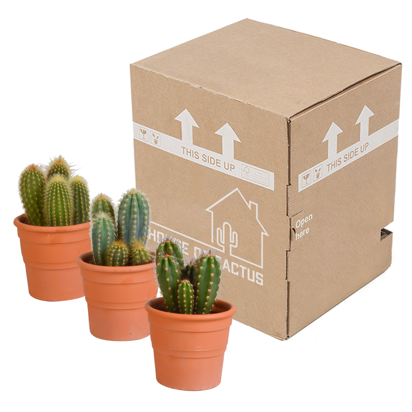 Cereus-Mischung 3er-Set im Terrakotta-Topf 10,5 cm