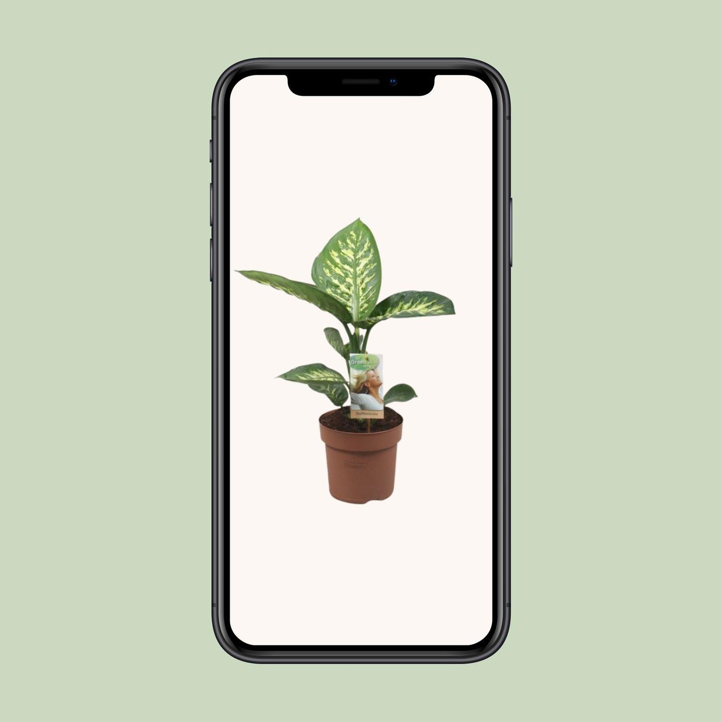 Dieffenbachia Tropic Snow – Pflegeleichte Zimmerpflanze Ø17cm