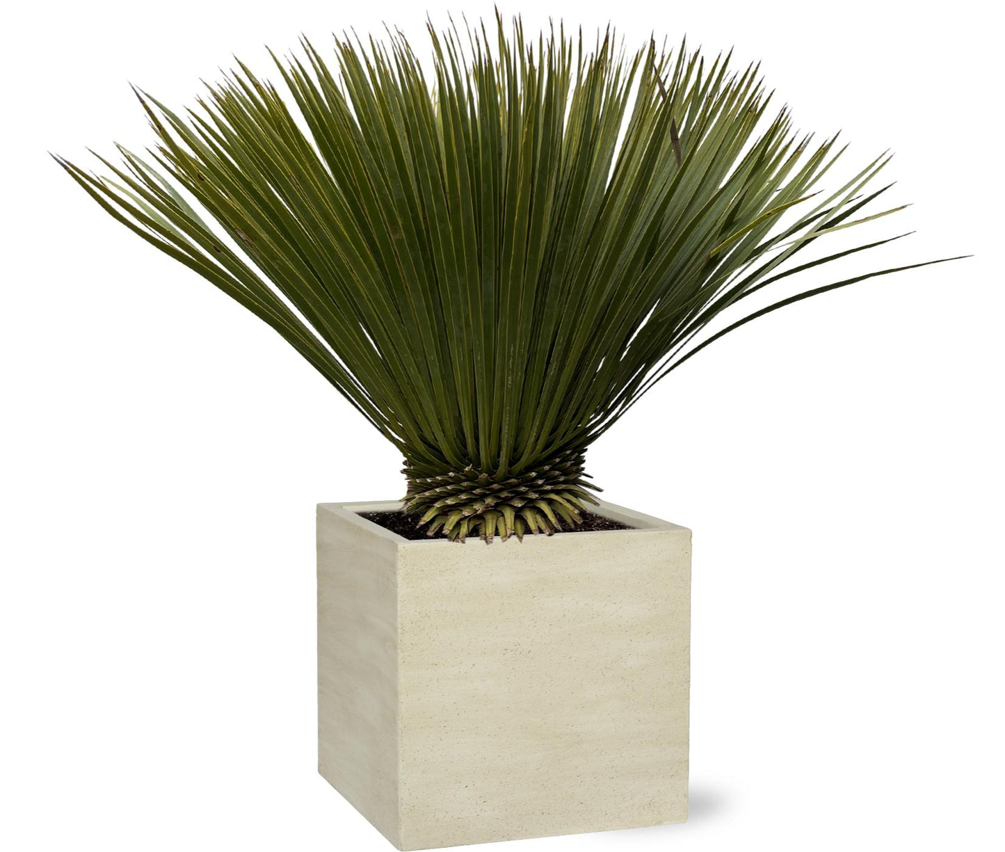 Yucca Rostrata – Stilvolle, pflegeleichte Zimmerpflanze 70 cm
