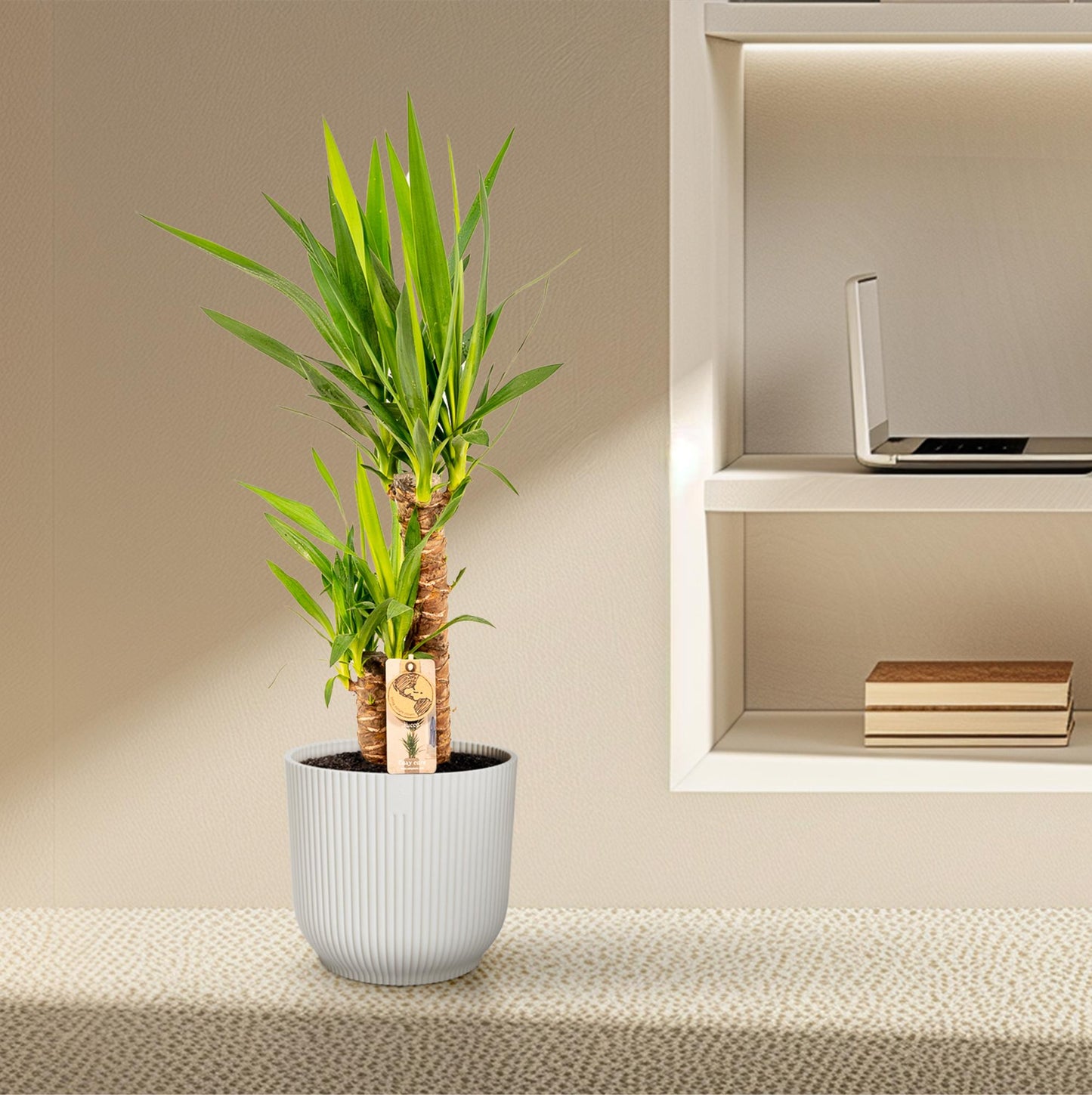 Yucca Palmlilie Ø17cm – Pflegeleichte XXL Zimmerpflanze