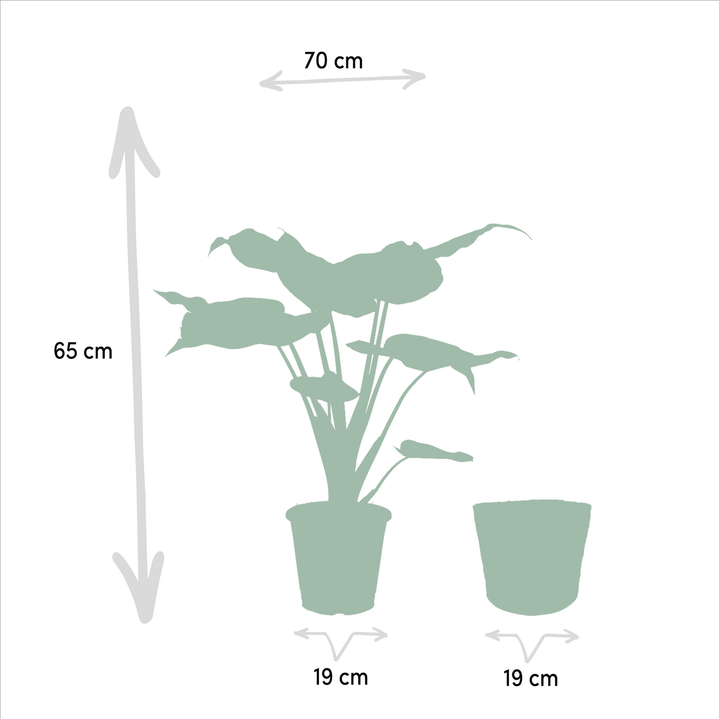 Alocasia Cucullata Ø19cm – Tropisches Elefantenohr mit Korb Selin