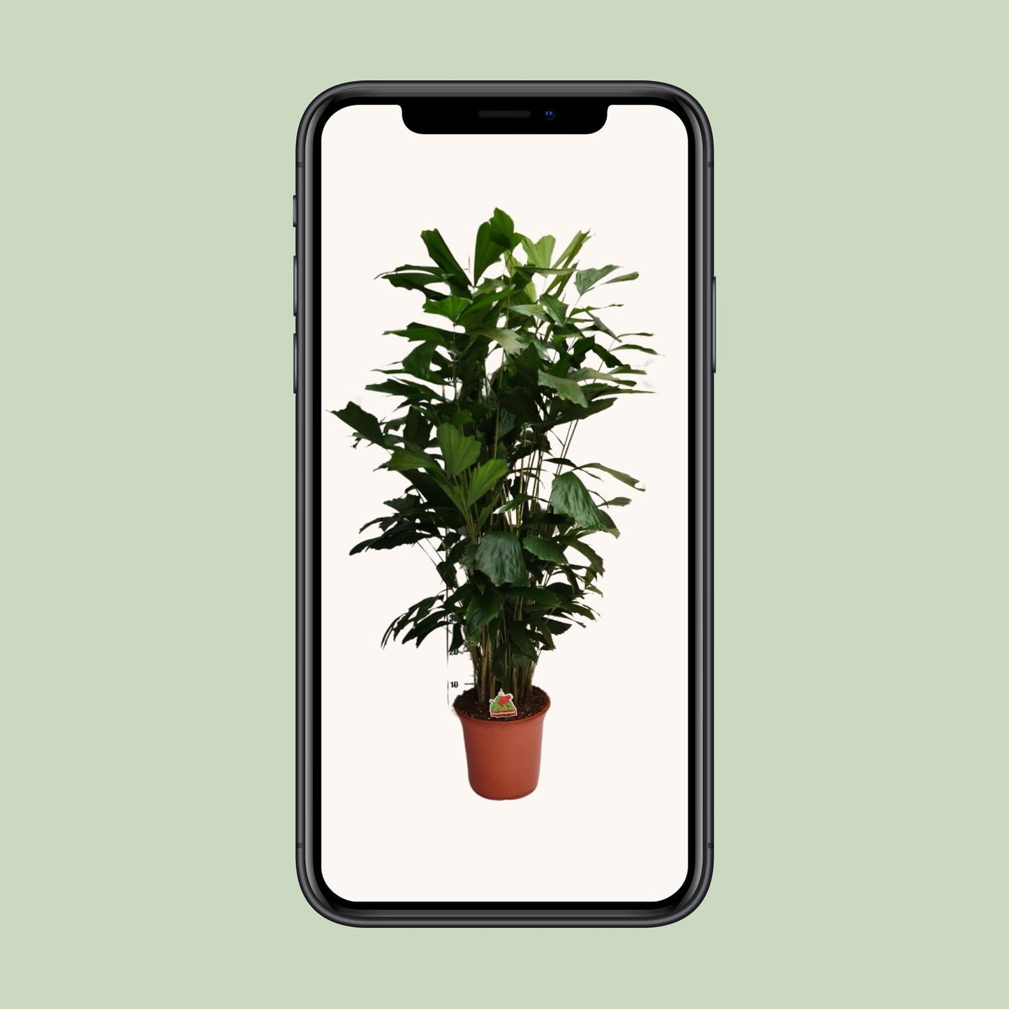 Caryota Mitis – elegante Fishtail-Palme Ø24cm, 120cm hoch
