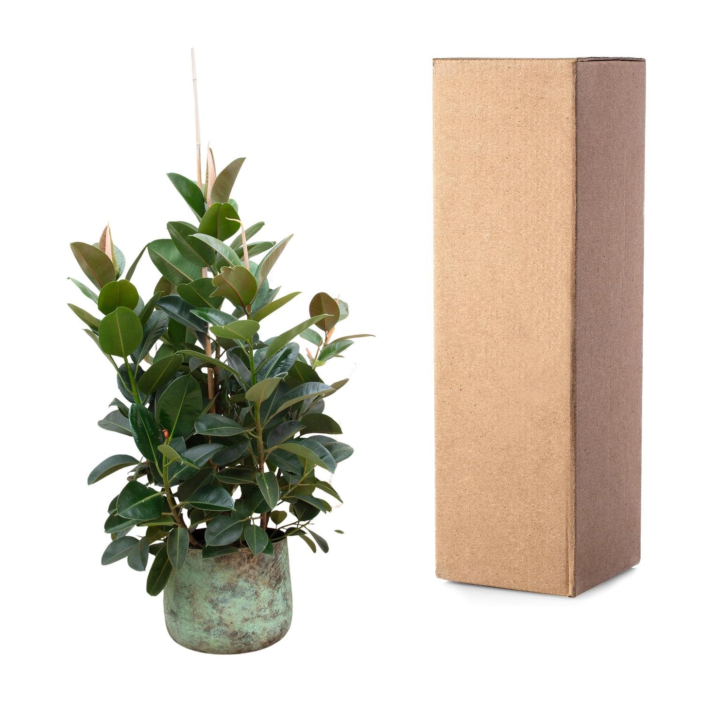 Ficus Robusta vertakt – 150 cm, ø38 cm, pflegeleicht