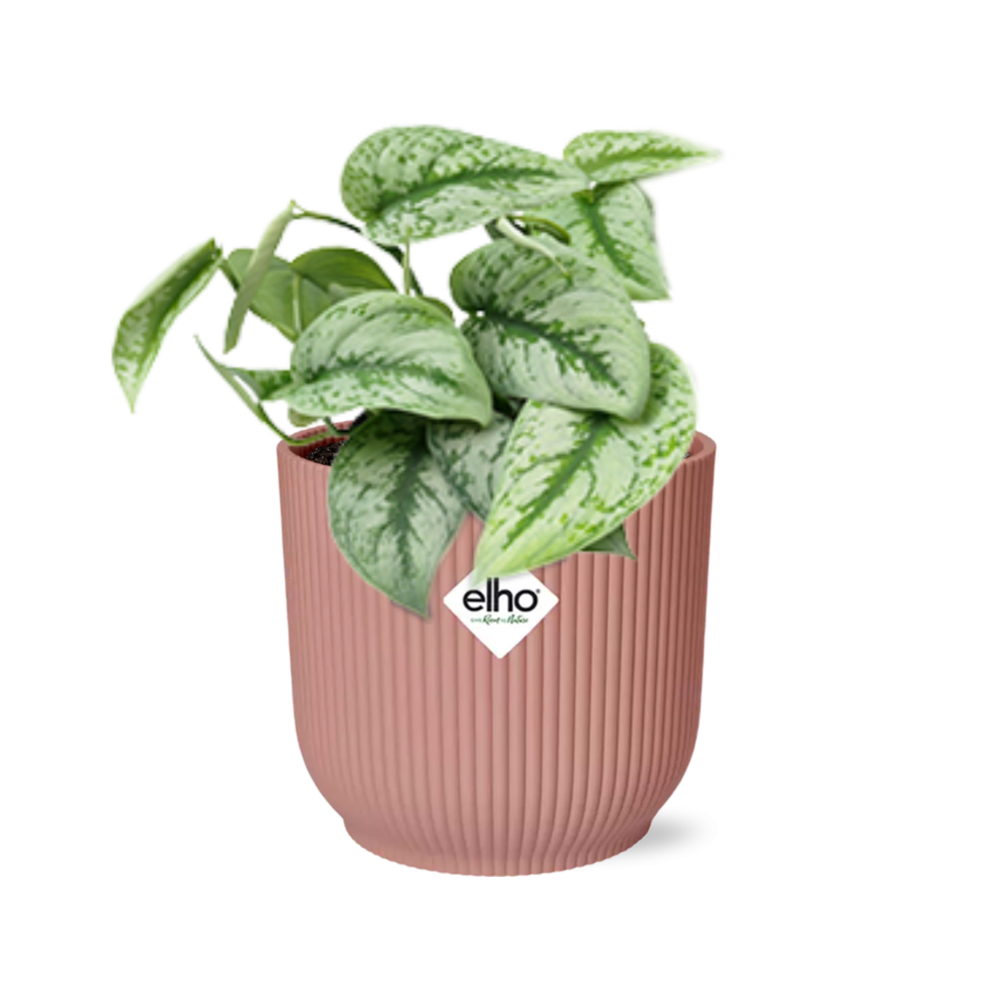 Scindapsus Pictus ‘Trebie’ in ELHO Vibes Fold 14cm rosa