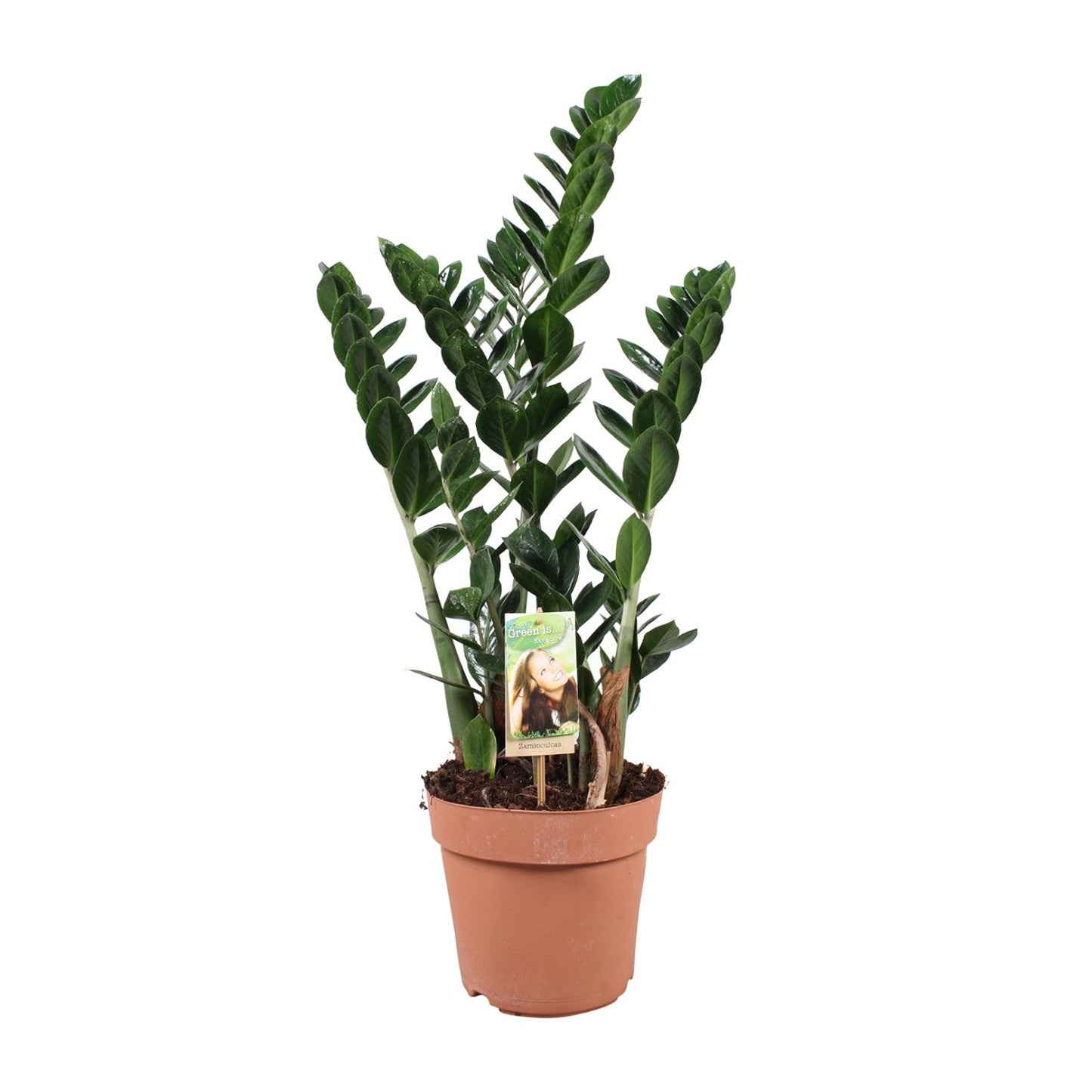 Zamioculcas - Pflegeleichte XXL-Zimmerpflanze Ø21cm